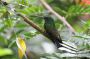 Trinidad2005 - 034 * Copper-rumped Hummingbird.